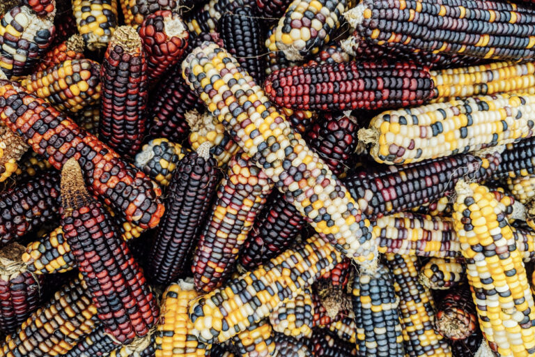 More Than Food: US Threaten’s Mexico’s Corn