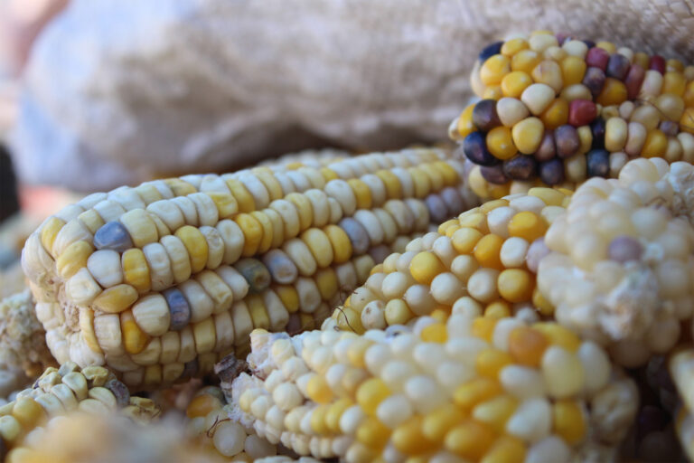 Mexico Will Be Self-Sufficient in White Corn in 2025