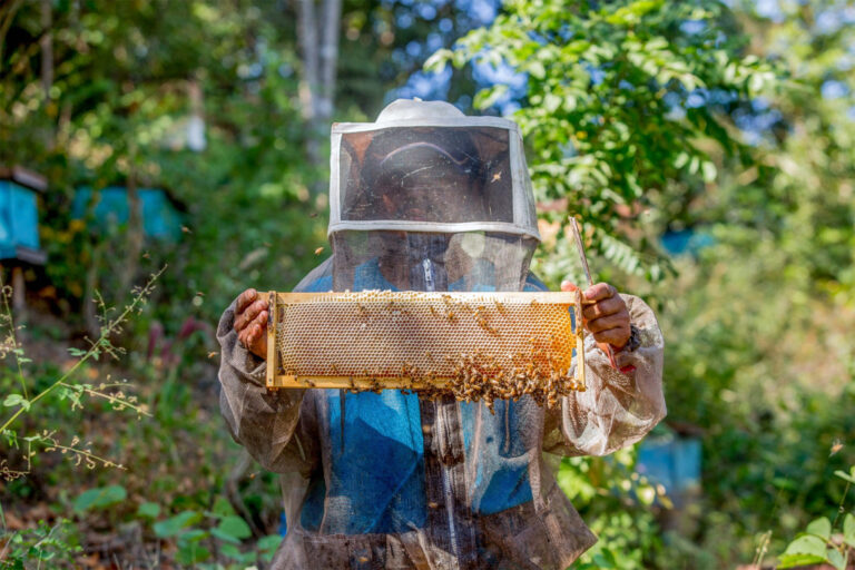 Mexico’s State Honey Arrives!
