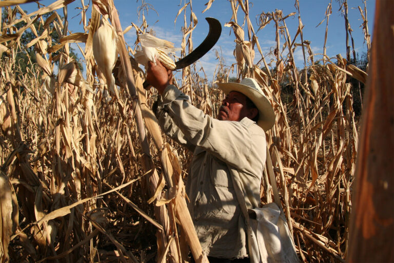 Neoliberal Policies Have Compromised Mexico’s Food Sovereignty