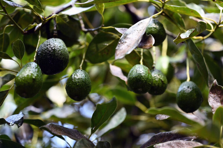 Mexico Launches Deforestation-Free Avocado Export Program