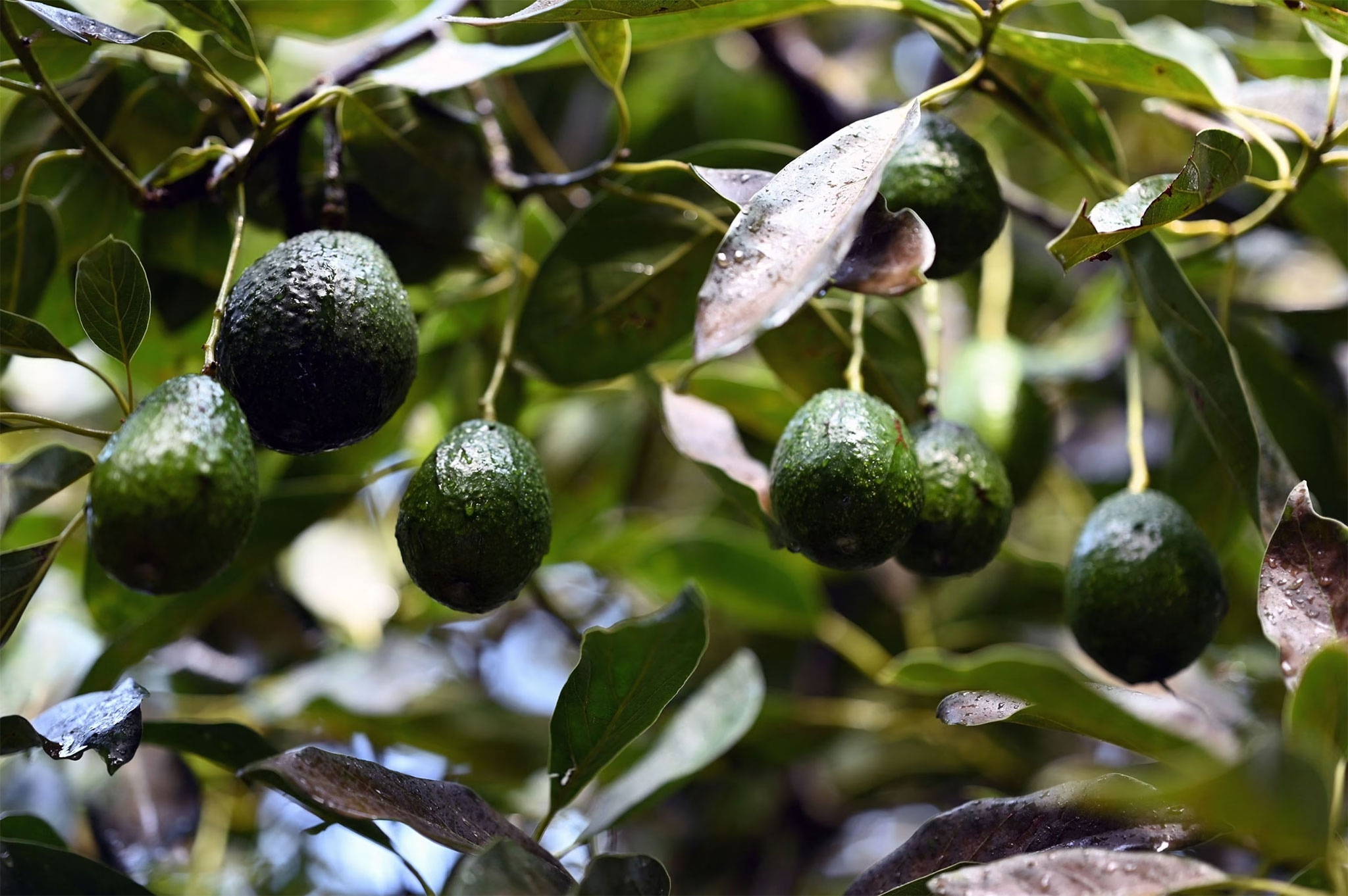 Mexico Launches Deforestation-Free Avocado Export Program