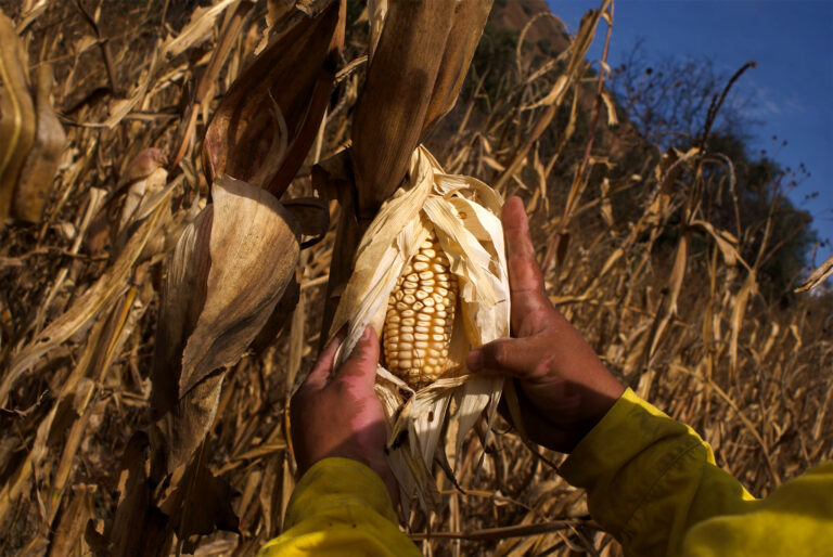 Agricultural Producers Call for Removing Basic Grains from USMCA, Building Food Sovereignty