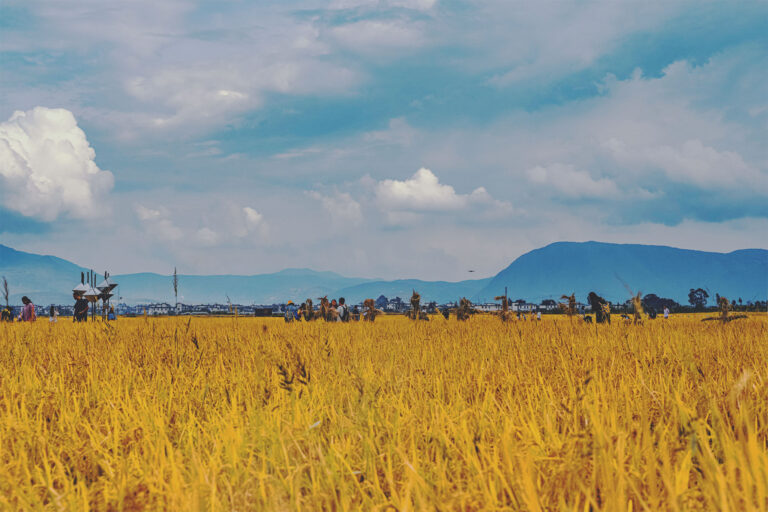 Basic Grains at the Crossroads