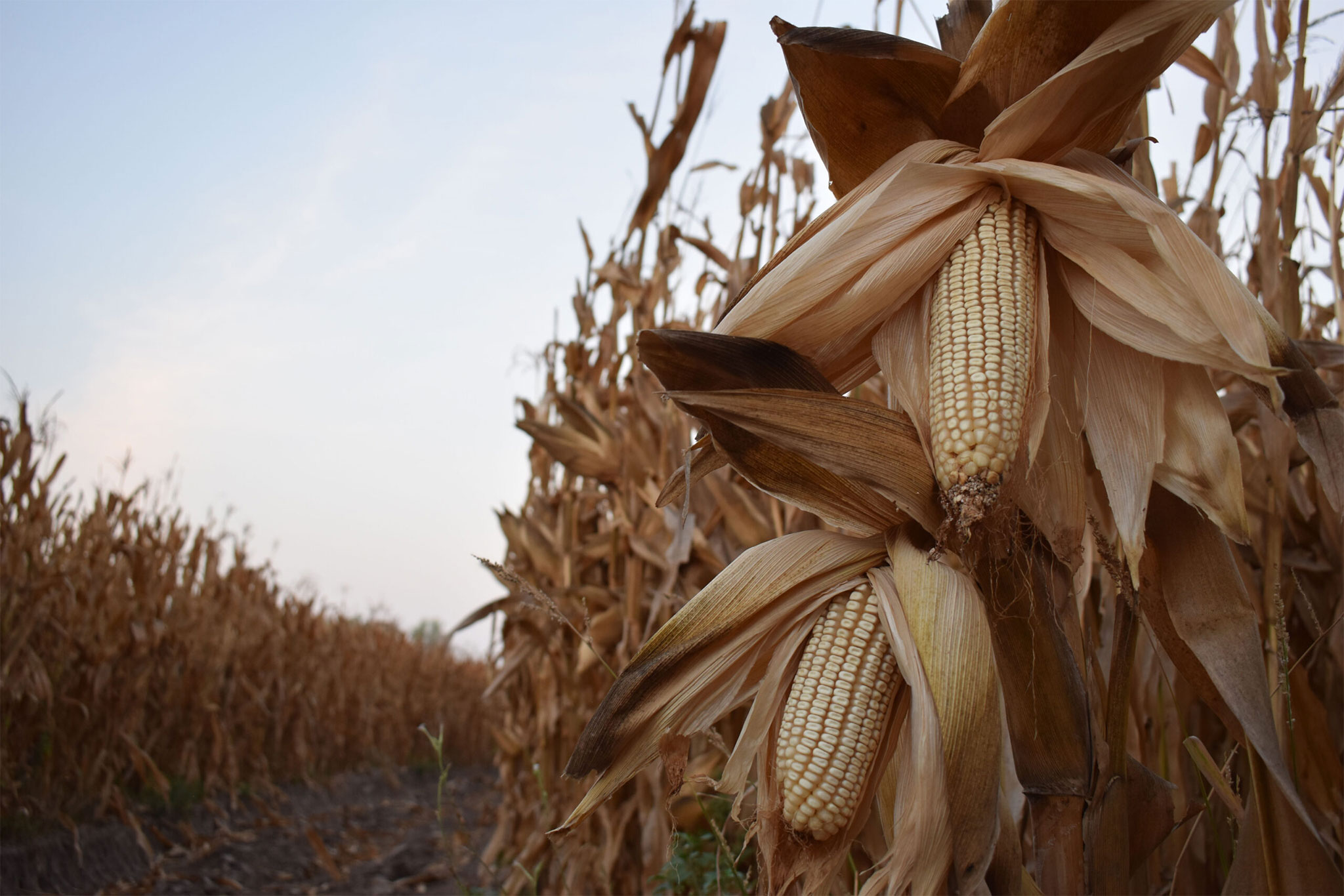 Campeche Corn Farmers Accuse Mexican Agriculture Secretariat of Breaking Promise to Buy Annual Production