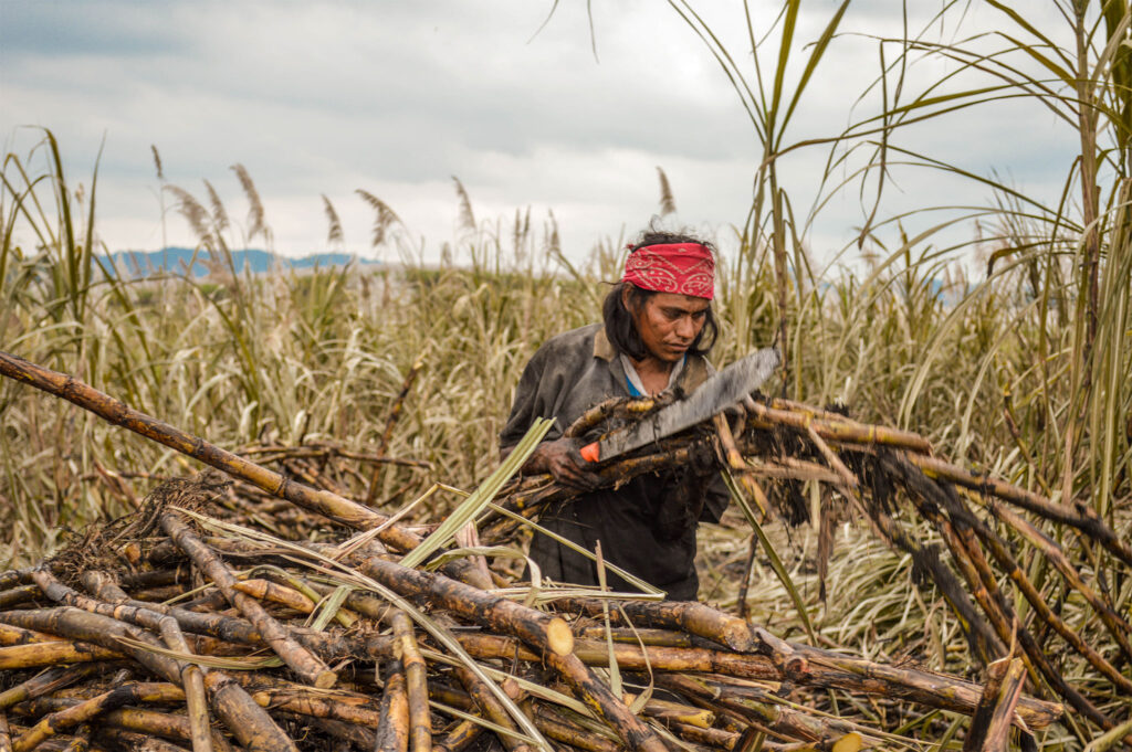 Sugarcane Growers Lift Blockade: Will Establish Working Group with Mexican Agriculture Secretariat for Rescue Plan
