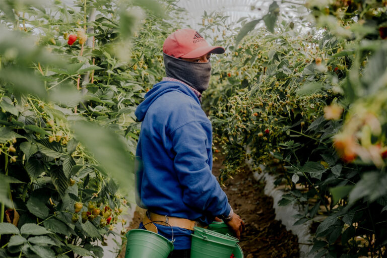 The Crisis in the Mexican Countryside