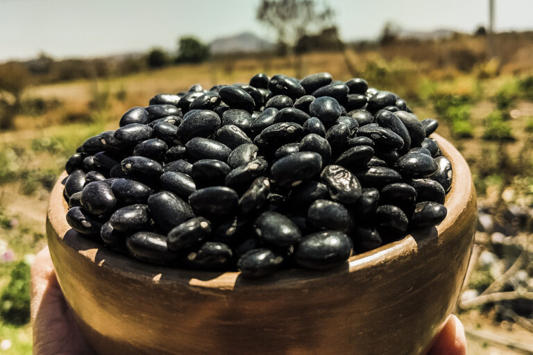 Bean Producers Face Ruin: Squeezed by Corporations, Government Support Insufficient