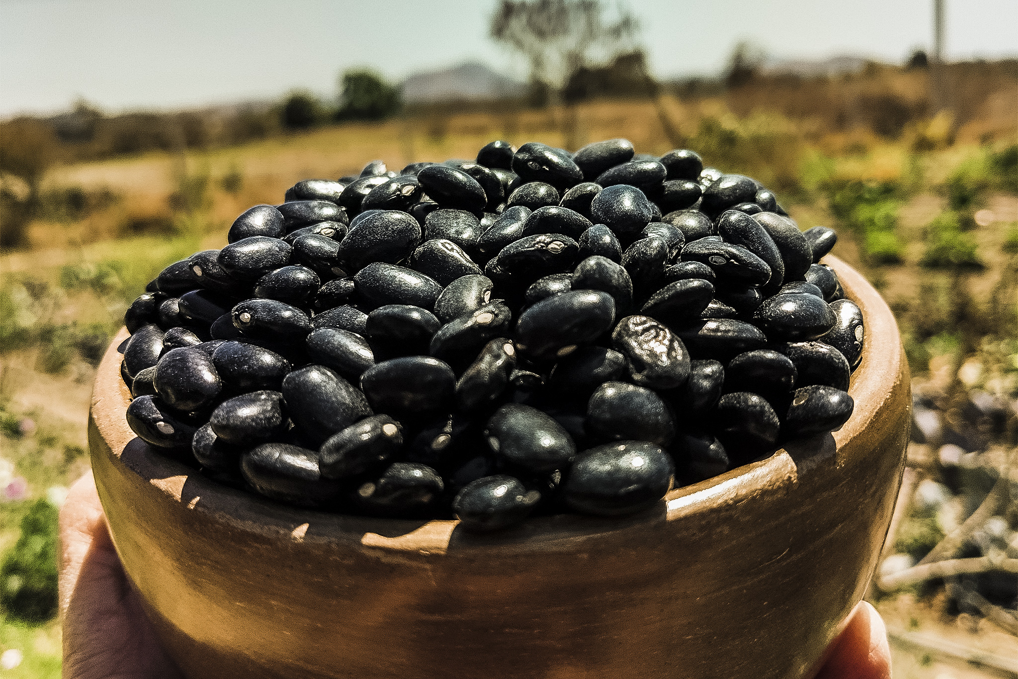 Bean Producers Face Ruin: Squeezed by Corporations, Government Support Insufficient