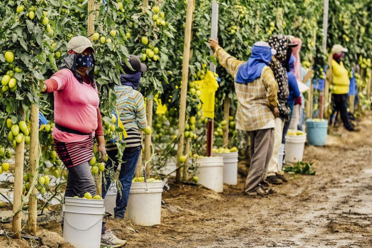 San Quintín: Exploitation of Agricultural Day Labourers Persists