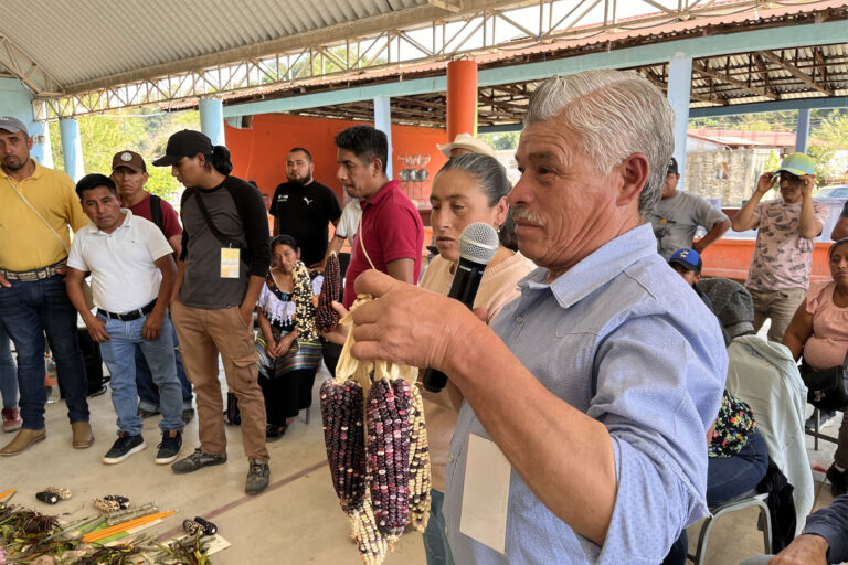 Network in Defense of Corn Warns of Risk to Mexico’s Native Seeds