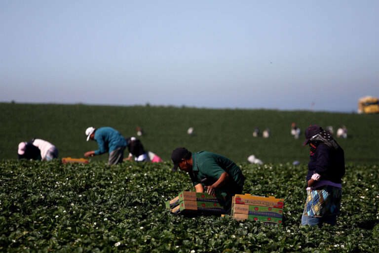 In San Quintín, Agricultural Workers Pick for Northern Profit