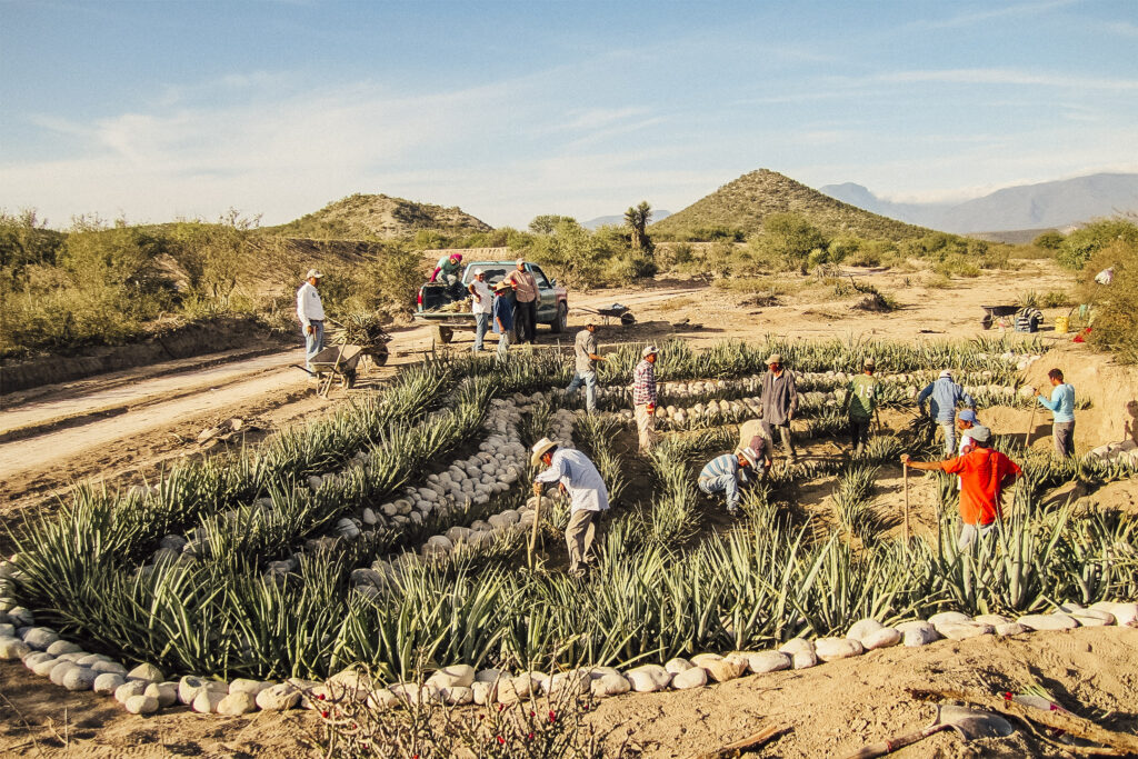 48% of Mexico’s Ejidos Lack Access to Banks or Federal Support