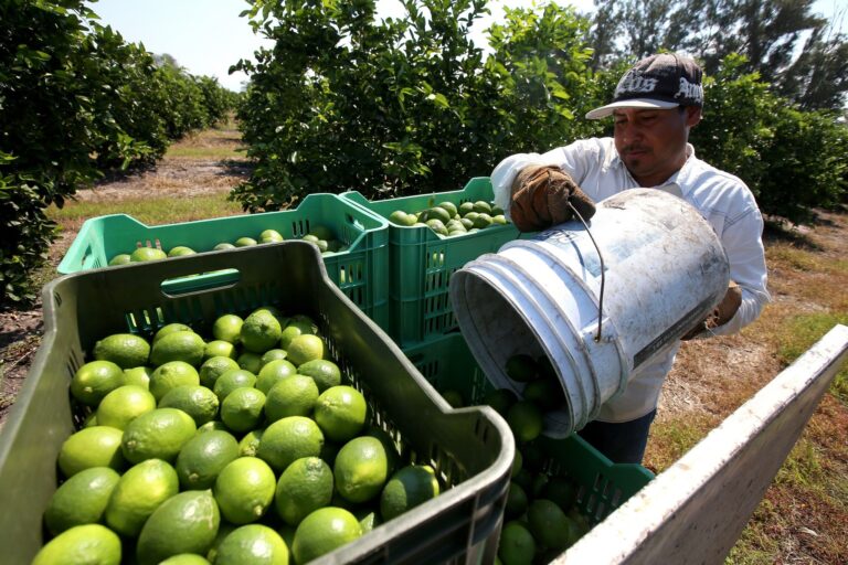 Lime Growers of Papantla, Veracruz, Will Export to Russia for the First Time; It Will Be 21.4 Tons of the Citrus