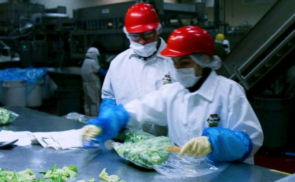 FDA Corrects Itself: Mexican Lettuce Did Not Cause ‘Explosive Diarrhea’ Outbreak; It Was a ‘False Positive’