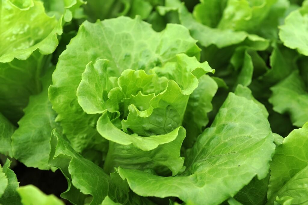 Mexican Government Rules Out Cyclospora Contamination in Taylor Farms Lettuce in Mexico