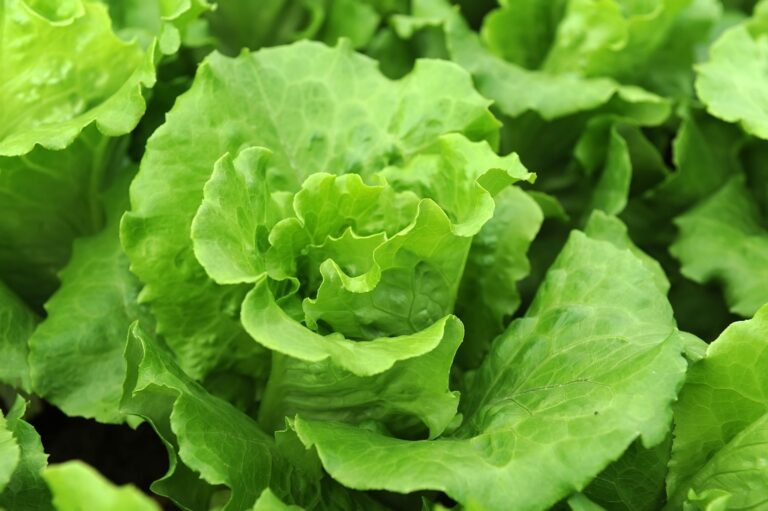 Mexican Government Rules Out Cyclospora Contamination in Taylor Farms Lettuce in Mexico