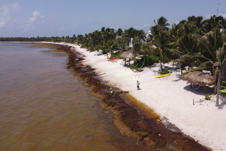 Mexican Government Invests 2 Billion Pesos and Reinforces Strategy to Contain Sargassum in Quintana Roo