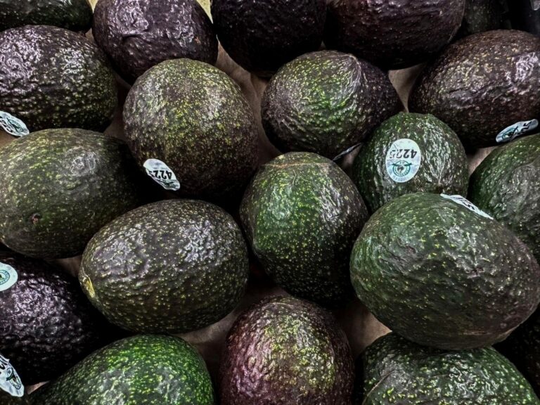 Mexico Exported 501,824 Tonnes of Avocado to the US Between January and April