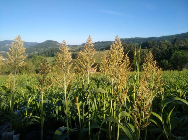 Sinaloa Opens Sorghum Market to China; Seeks to Sell 1.2 Million Tons