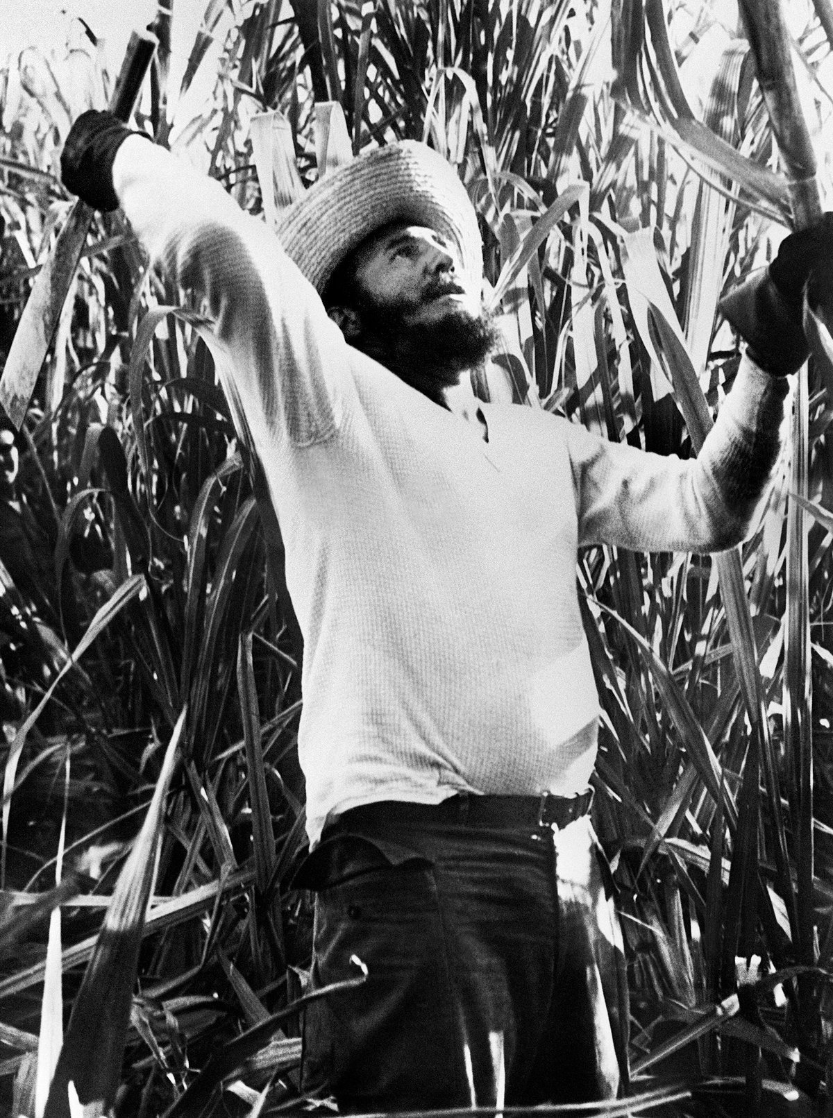 Fidel Castro cutting sugarcane in a Cuban field, October 1962