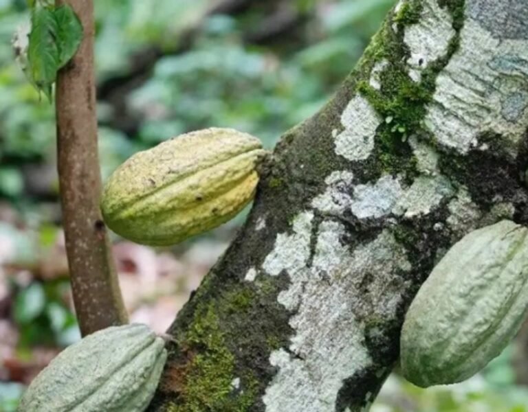 Mexico’s Food for Well-Being Agency Expects Production of 10,000 Tons of Cacao in Tabasco