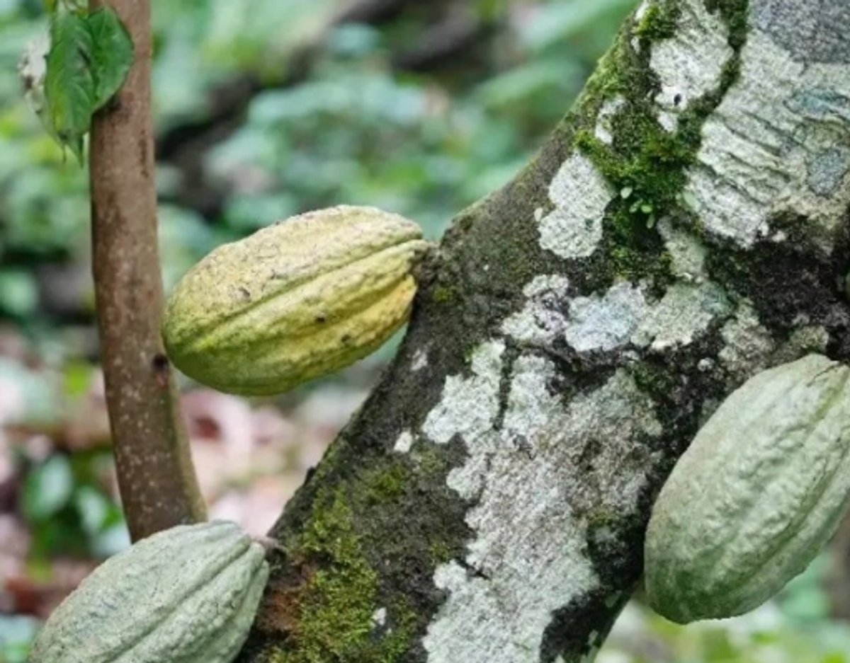 Mexico’s Food for Well-Being Agency Expects Production of 10,000 Tons of Cacao in Tabasco