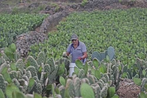A farmer tends a nopal field