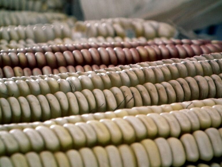 Ears of native Mexican maize in several colors